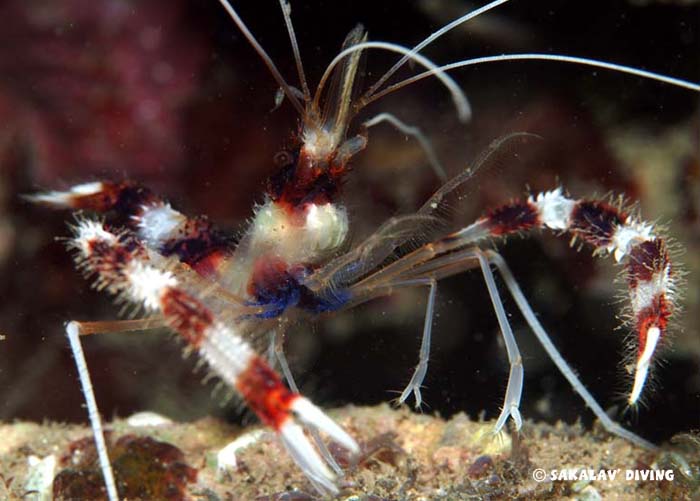 photo dive macro Madagascar